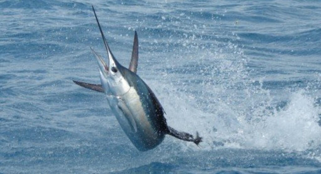 Un marlin bleu jaillit hors de l'eau, avec son long bec fin, en pleine mer.