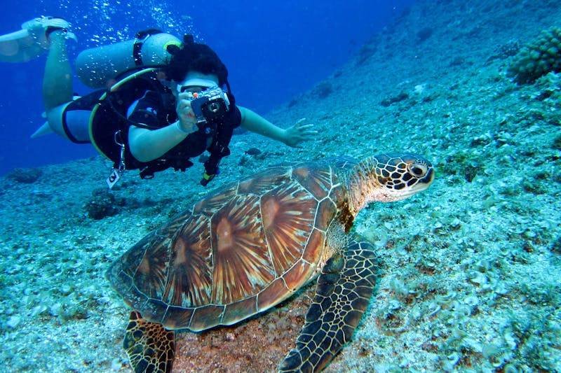 activites-incontournables Une plangeuse, est avec une tortue de mer, elle l'a photographie sous l'eau